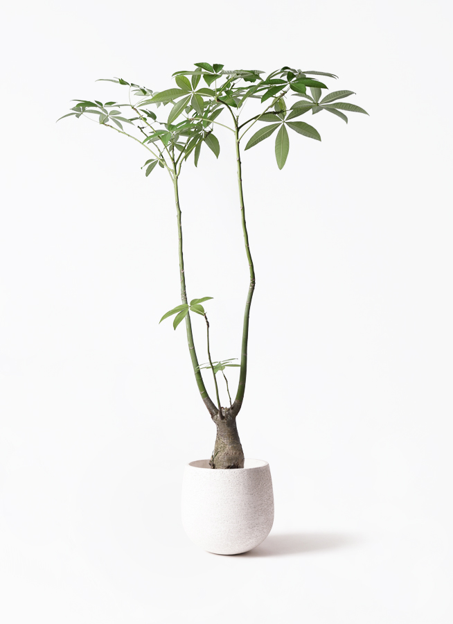 パキラ パラソル | 観葉植物の通販ならHitoHana（ひとはな）