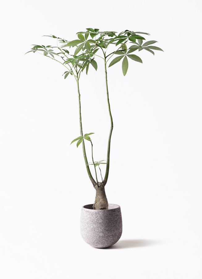 パキラパラソル　大型株 観葉植物 パキラ 8号 パラソル プラスチック鉢 | 観葉植物ならHitoHana