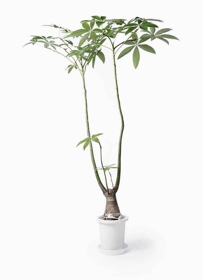 観葉植物 パキラ 8号 パラソル プラスチック鉢 | 観葉植物ならHitoHana