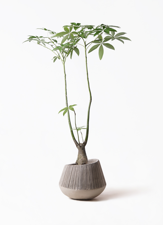 パキラ パラソル | 観葉植物の通販ならHitoHana（ひとはな）