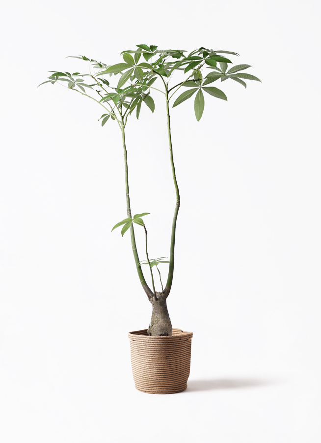観葉植物 パキラ 8号 パラソル プラスチック鉢 | 観葉植物ならHitoHana