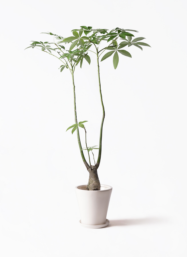 観葉植物 パキラ 8号 パラソル エコストーントールタイプ white 付き
