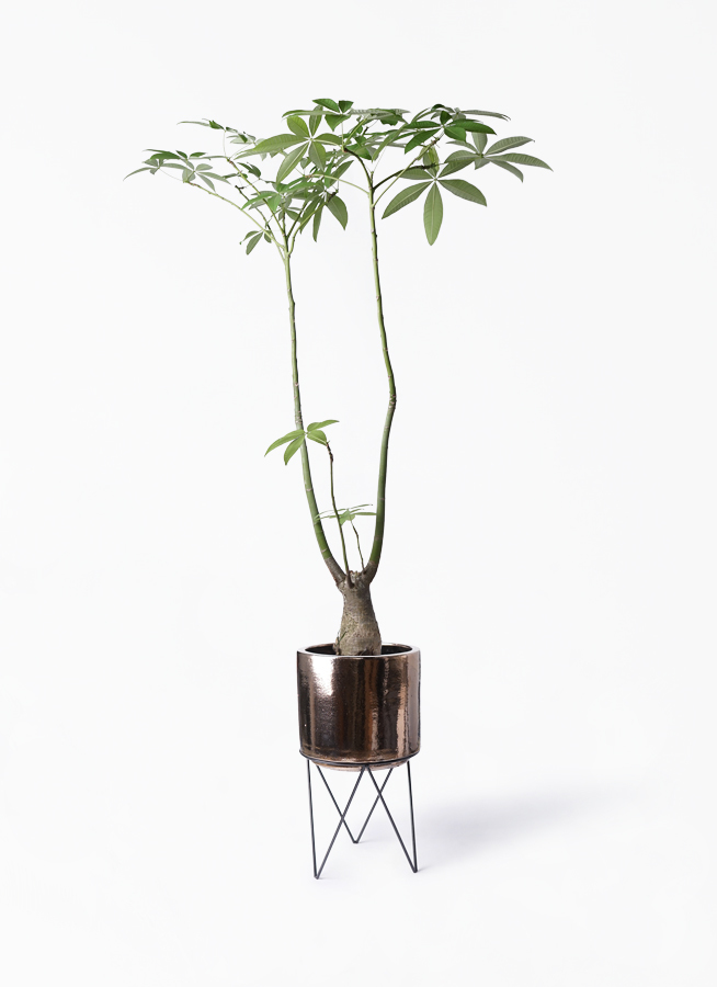 観葉植物 パキラ 8号 パラソル ビトロ エンデカ ゴールド アイアンポットスタンド ブラック 付き 観葉植物ならhitohana ひとはな