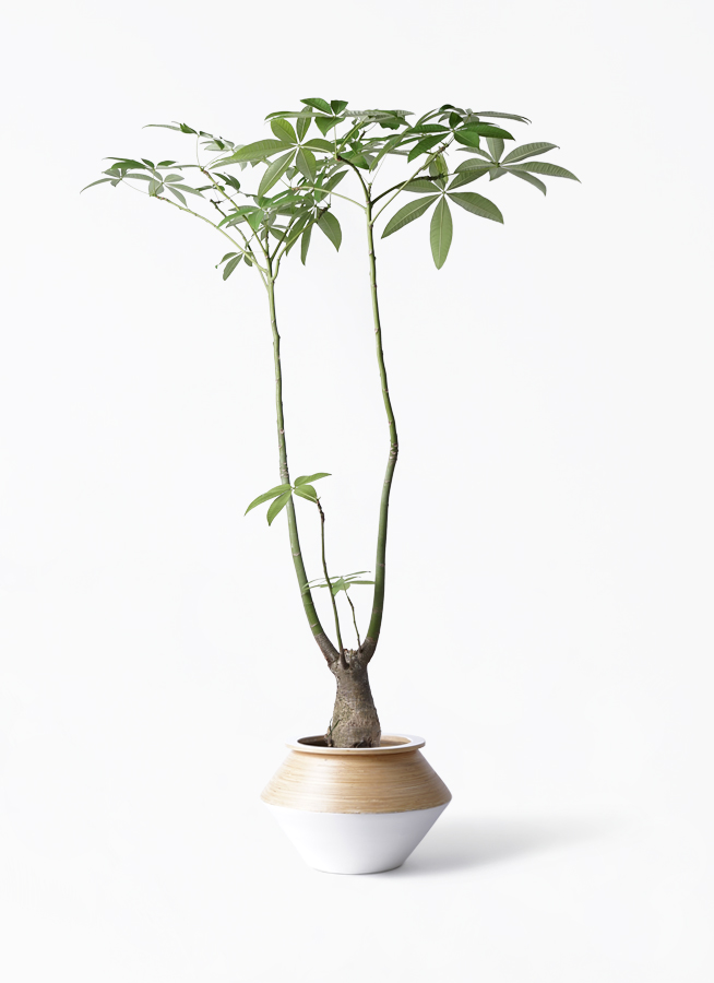 観葉植物 パキラ 8号 パラソル アルマジャー 白 付き | 観葉植物なら