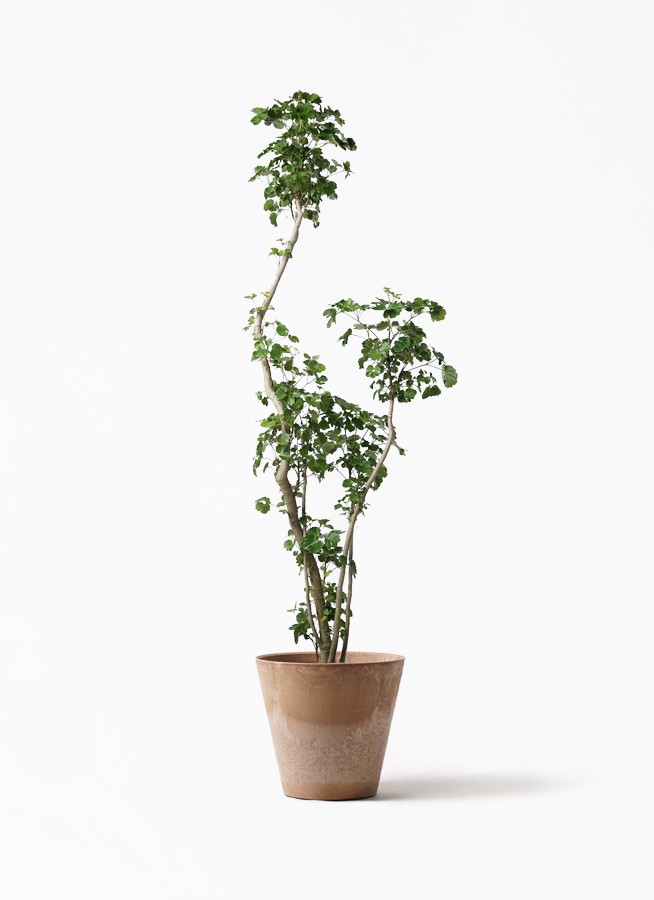 ポリシャス 8号 | 観葉植物の通販ならひとはな