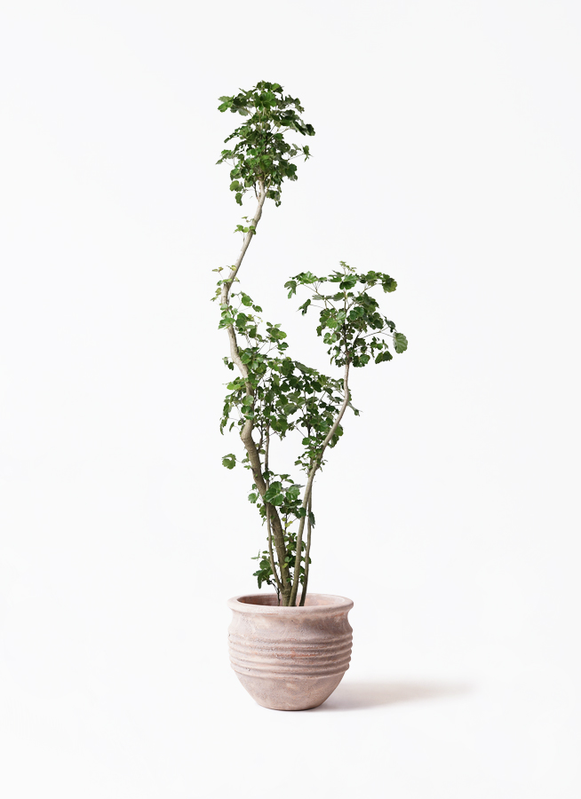 ポリシャス 8号 | 観葉植物の通販ならひとはな