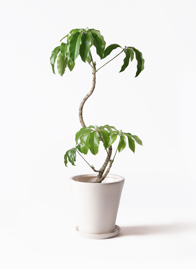 観葉植物 ツピタンサス 🌿【初心者向け】ツピタンサスの魅力と育て方｜やわらかな葉が