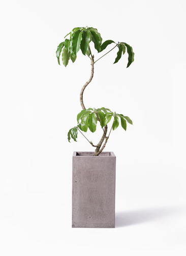 観葉植物 ツピダンサス 8号 曲り セドナロング グレイ 付き | 観葉植物
