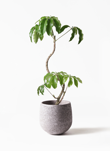 ［現品］3番　ツピタンサス　曲がり　8号　観葉植物　室内　大型　おしゃれ tupidanthus-magari-2_1.jpg?