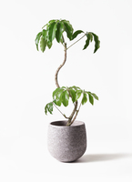 ［現品］3番　ツピタンサス　曲がり　8号　観葉植物　室内　大型　おしゃれ tupidanthus-magari-2_1.jpg?