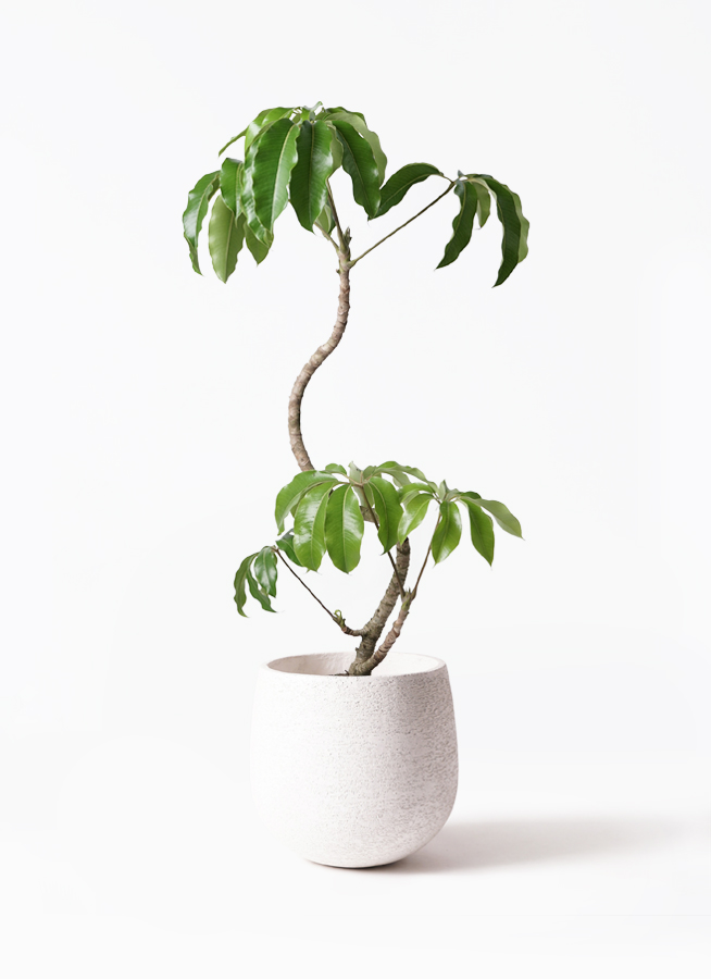 観葉植物 ツピダンサス 8号 曲り プラスチック鉢 | 観葉植物なら