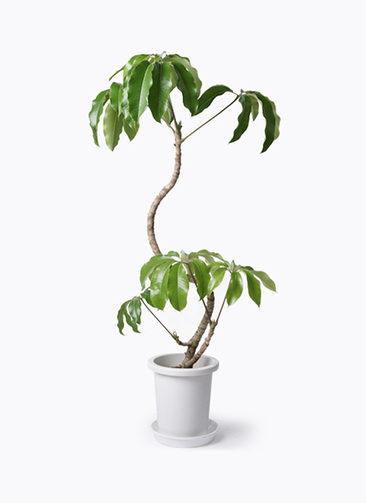 ツピダンサス　曲がり　高さ約100㌢　8寸 tupidanthus-magari-1_1.jpg?