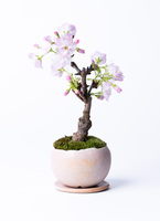 きよ【石井盆栽】3点おまとめ 獅子柚子 旭山桜 夏藤 楽天市場】桜盆栽：旭山桜*＜信楽焼黒イブシ金彩鉢＞苔と砂付き