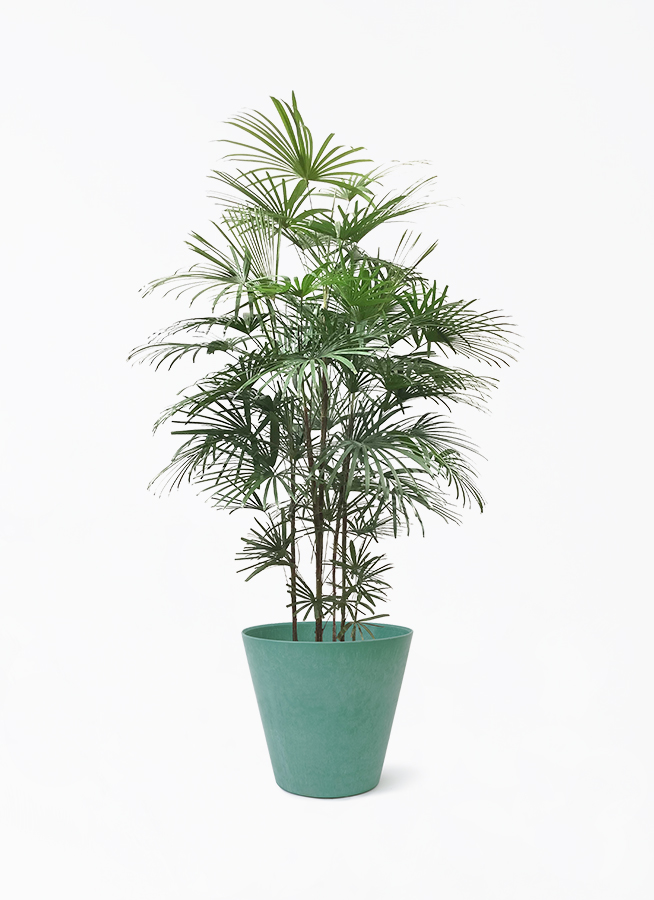 観葉植物 シュロ竹約1、5メートル 健康的な緑色の葉 観葉植物 シュロ竹約1、5メートル 健康的な緑色の葉 観葉植物