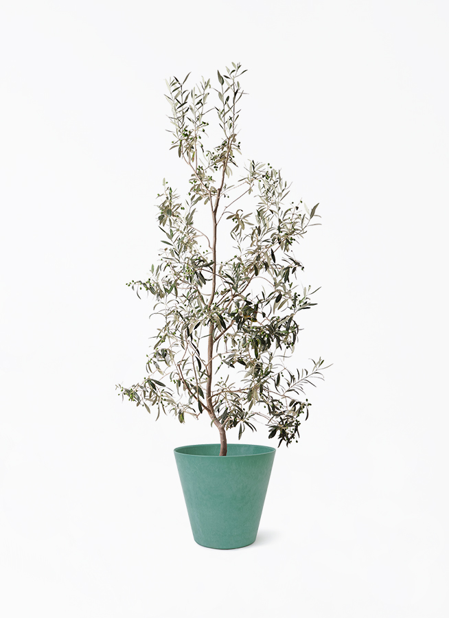 観葉植物 オリーブの木 10号 ワンセブンセブン アートストーン