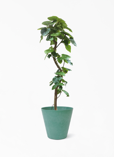 ficus-umbellata-846_1.jpg?