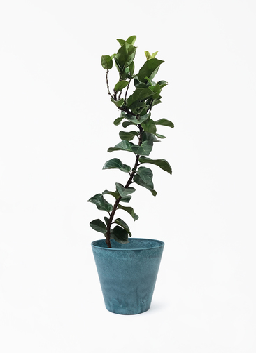 ficus-lyrata-133_1.jpg?1680581378