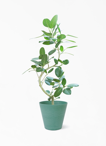 観葉植物 フィカス ベンガレンシス 8号 曲り アートストーン ラウンド