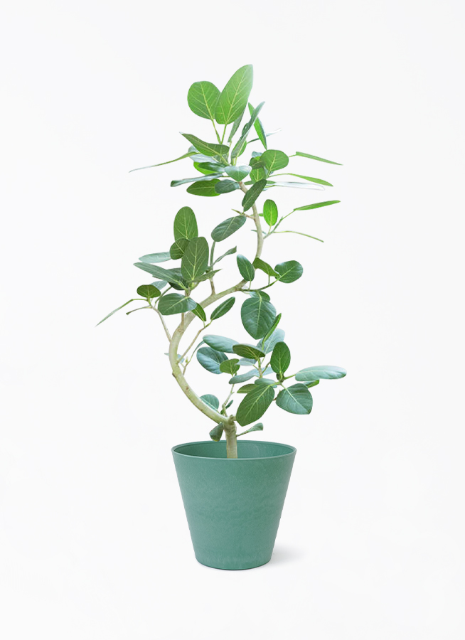 観葉植物 フィカス ベンガレンシス 8号 曲り アートストーン ラウンド