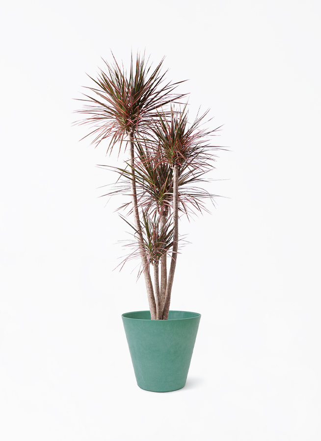 ドラセナ コンシンネ レインボー 10号 | 観葉植物通販HitoHana(ひとはな)