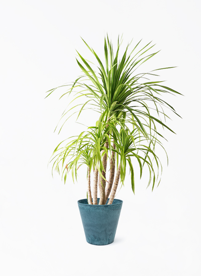 ドラセナ カンボジアーナ 8号 | 観葉植物通販HitoHana(ひとはな)