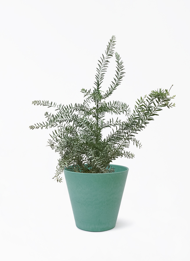 観葉植物 アカシア ブルーブッシュ 8号 アートストーン ラウンド