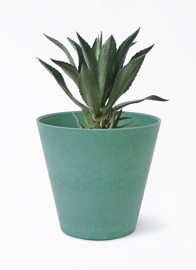 agave-americana-121_1.jpg?