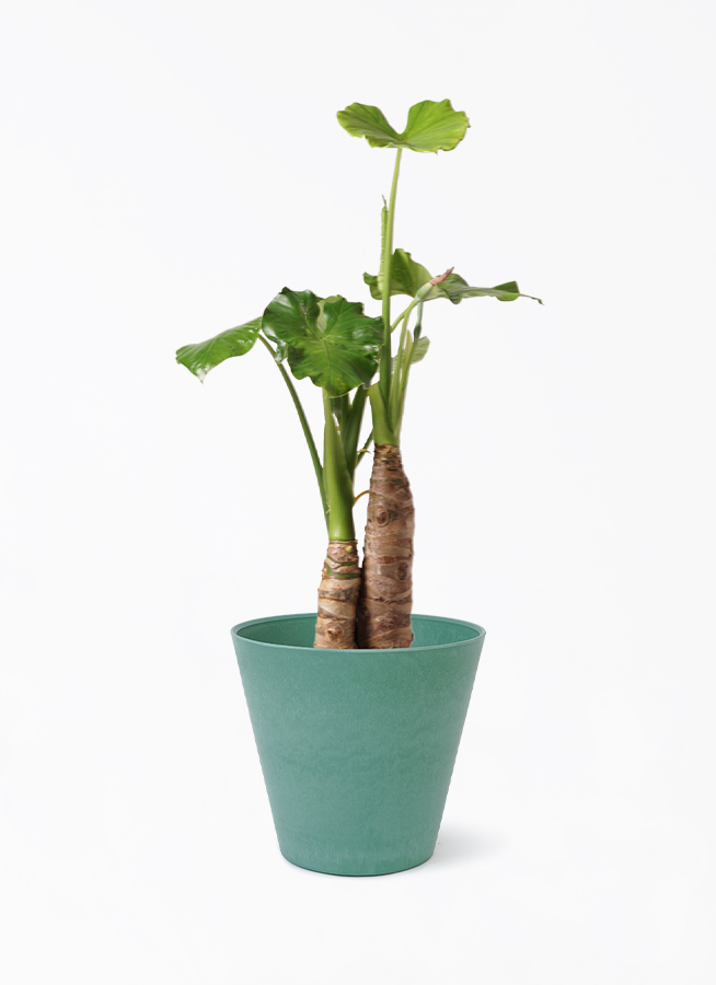 クワズイモ 8号 | 観葉植物通販HitoHana(ひとはな)