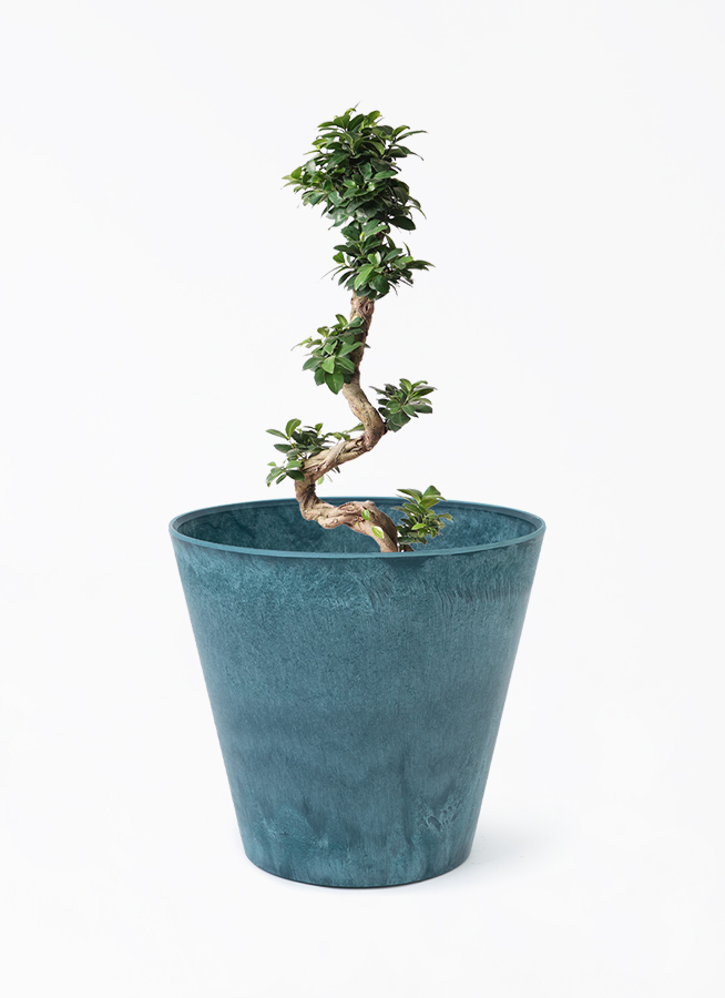 ガジュマル　曲がり ガジュマル 曲がり H 80cm W 35cm 口径21cm | Garden Varejo