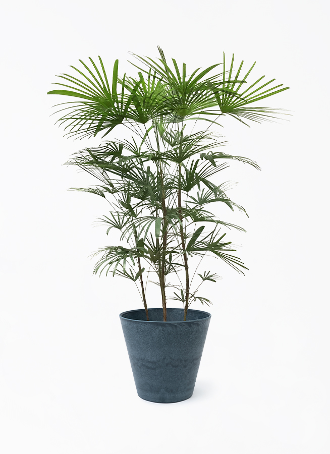 ウンナンシュロチク | 観葉植物通販HitoHana(ひとはな)