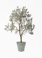 観葉植物 オリーブの木 10号 ピッチョリーネ セドナロング 墨 付き