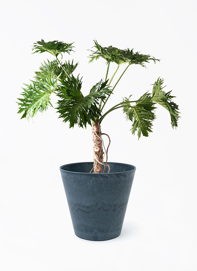 観葉植物 フィロデンドロン 8号 セローム ヒトデカズラ 根あがり