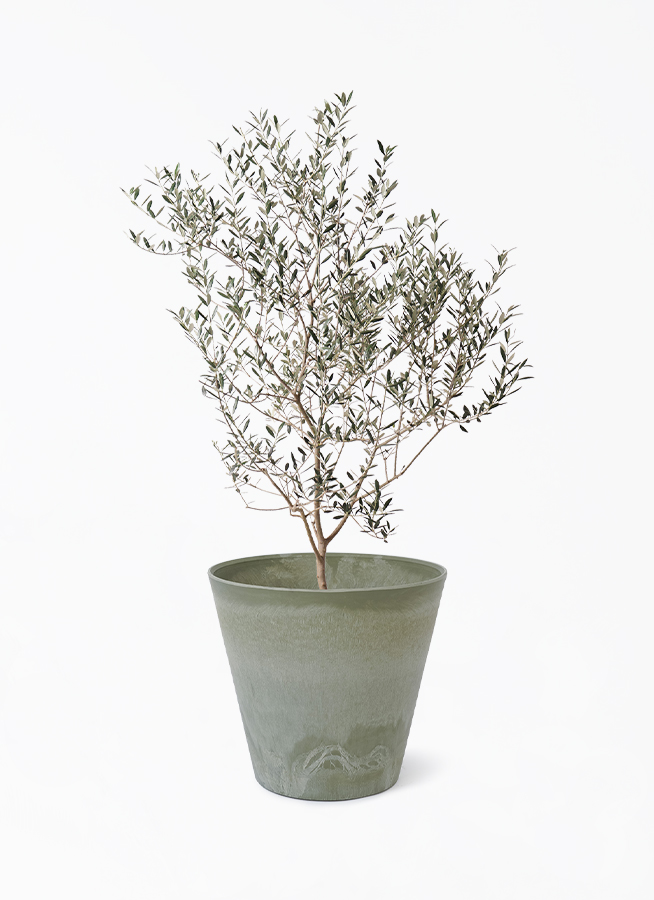 小倉園のオリーブ カヨンヌ | 観葉植物ならHitoHana（ひとはな）