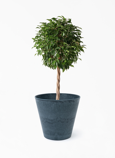 ficus-benjamina-1090_1.jpg?