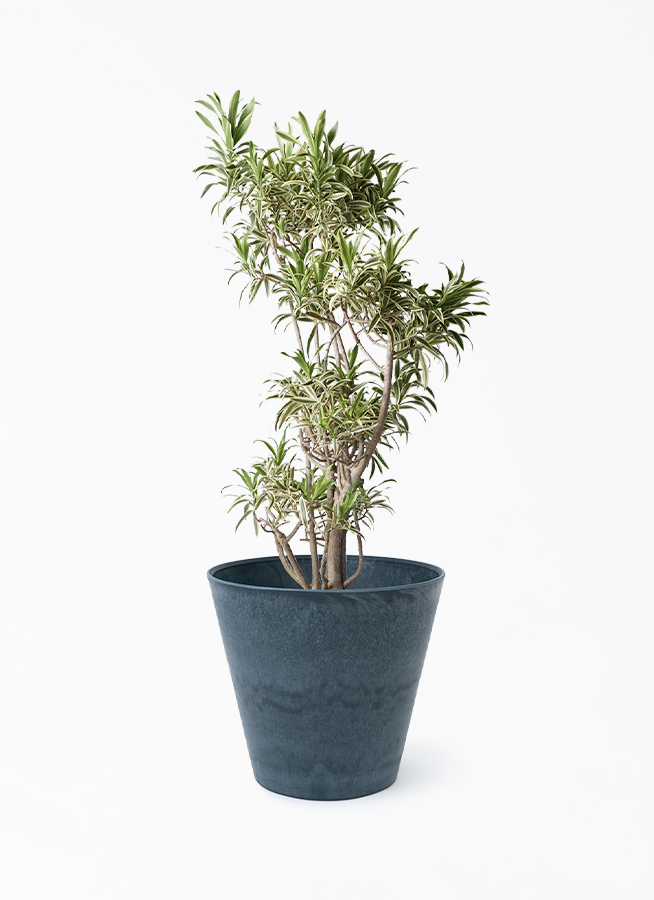 ドラセナ ソング オブ インディア | 観葉植物通販HitoHana(ひとはな)