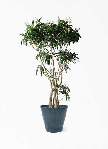 その他観葉植物 Shion* dracaena-song-of-jamaica-275_1