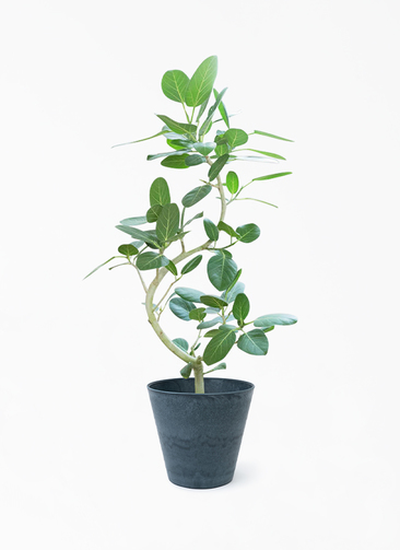 ロンリープラネット まとめ割価格【特級品】フィカス ベンガレンシス 曲がり 観葉植物 フィカス ベンガレンシス 8号 曲り アートストーン ラウンド