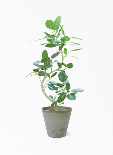 観葉植物 フィカス ベンガレンシス 8号 曲り アートストーン