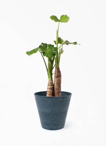 観葉植物 アロカシア 8号 オドラ（クワズイモ） アートストーン