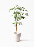 早い者勝ち everfresh-36_1.jpg?1543595758 その他観葉植物