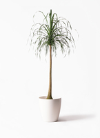 大型 観葉植物 トックリラン ポニーテール 現品］トックリラン ポニーテール 10号 ノリナ 観葉植物 室内 大型