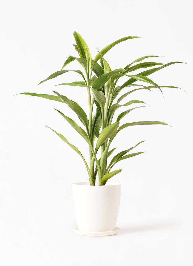 観葉植物 ドラセナ サンデリアーナ ゴールド4号 ラスターポット 付き 観葉植物ならhitohana ひとはな