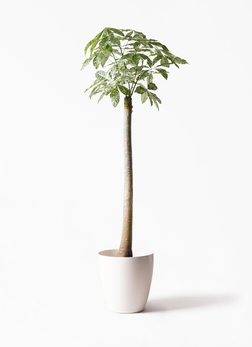 観葉植物 パキラ 10号 朴 斑入り ラスターポット 付き | 観葉植物なら