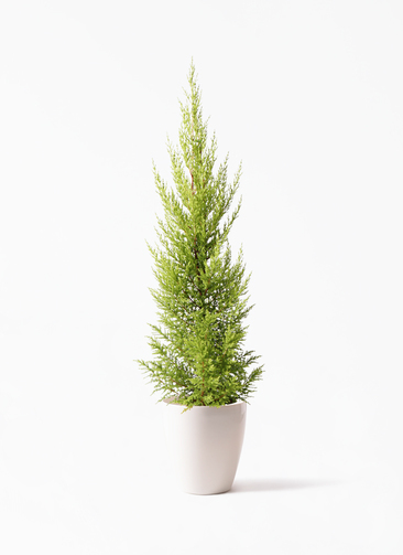 観葉植物 ゴールドクレスト 6号 ノーマル ラスターポット 付き | 観葉