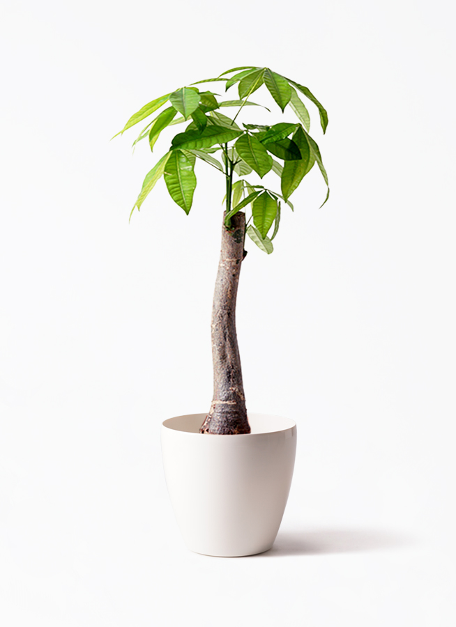 観葉植物 パキラ 8号 朴 ラスターポット 付き | 観葉植物ならHitoHana