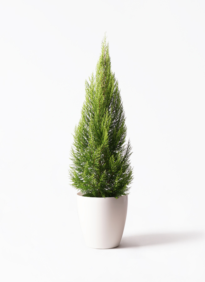 観葉植物 ゴールドクレスト 10号 ノーマル プラスチック鉢 | 観葉植物