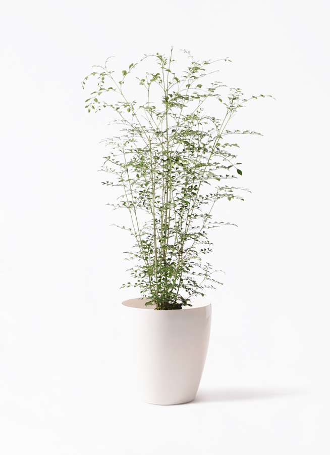 観葉植物 20000.jpg?v=1734418174&width=2048