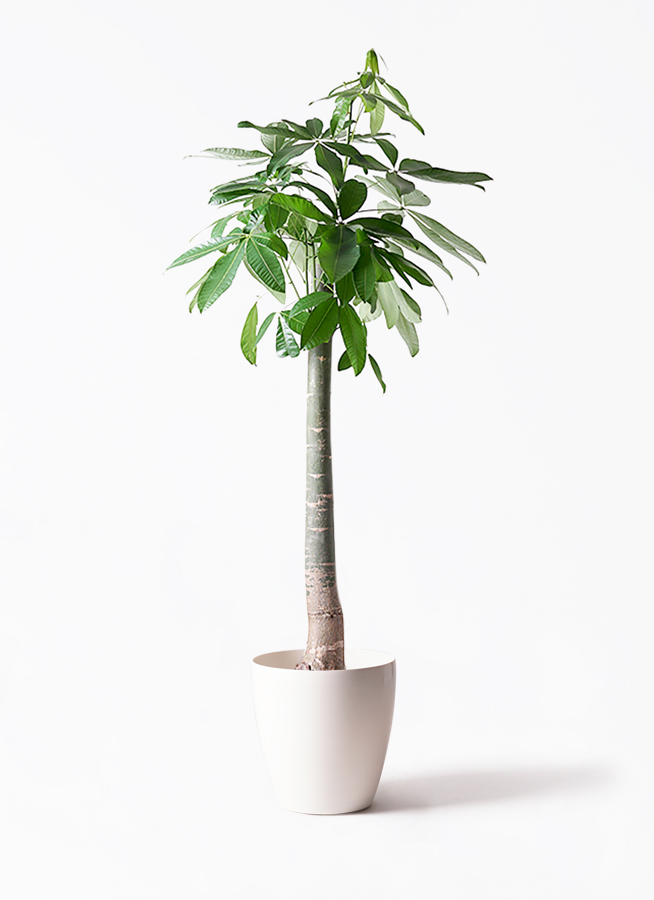 観葉植物 パキラ 10号 朴 エコストーンwhite 付き | 観葉植物なら