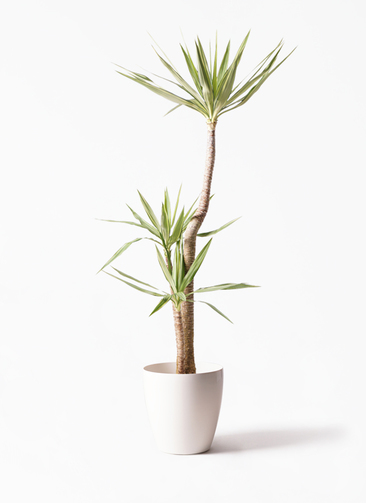yucca-130_1.jpg?1543596036