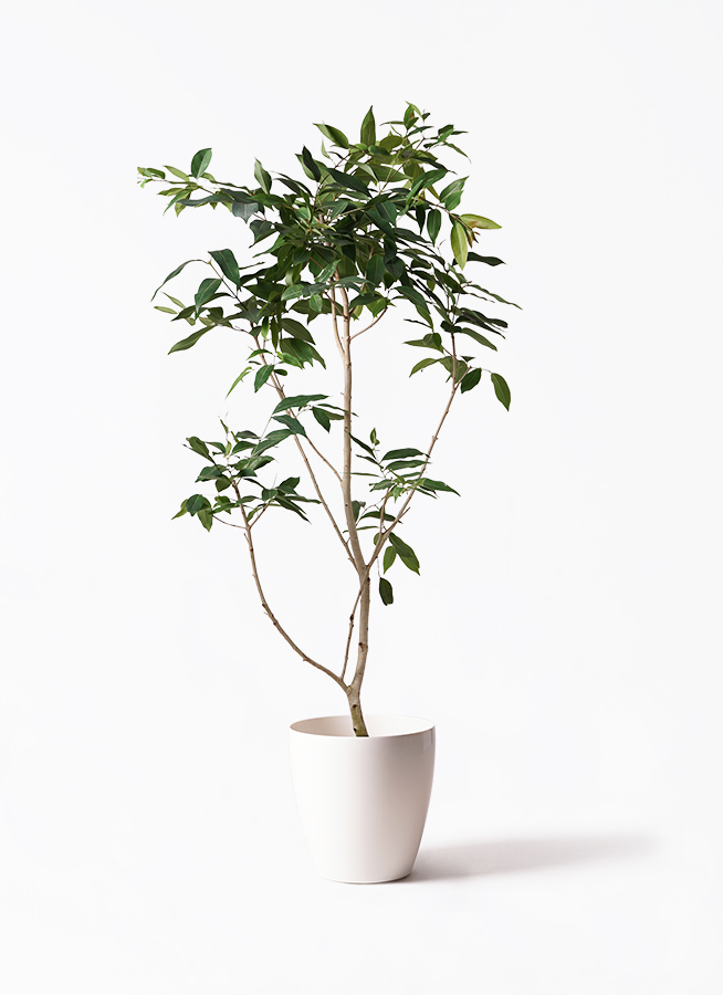 観葉植物 アマゾンオリーブ (ムラサキフトモモ) 10号 エコ